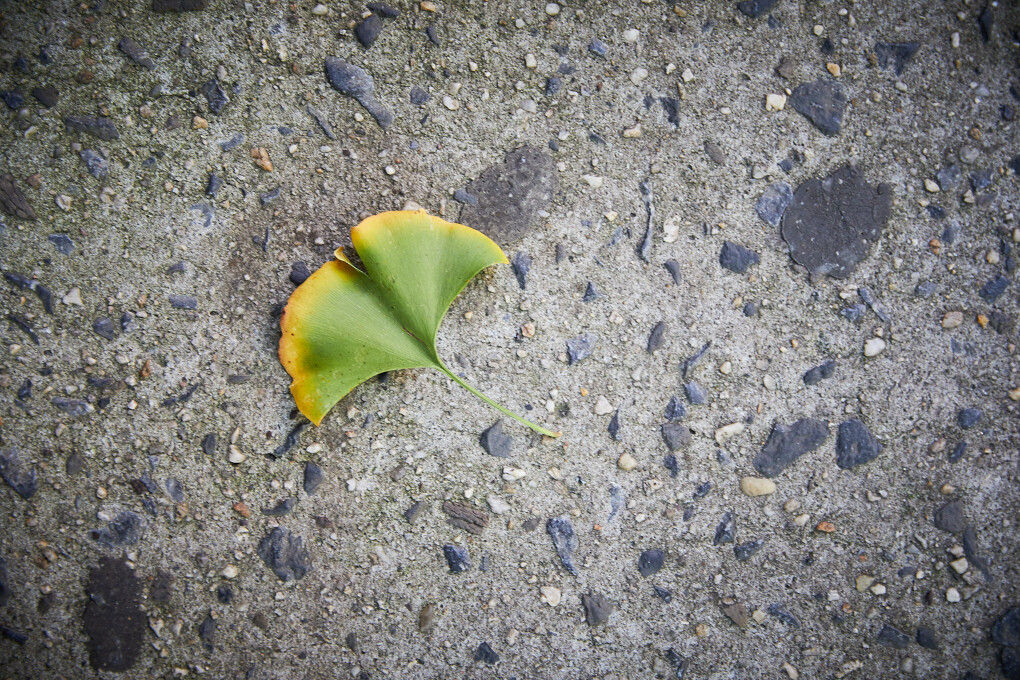 Ginko leaf early fall Manhattan