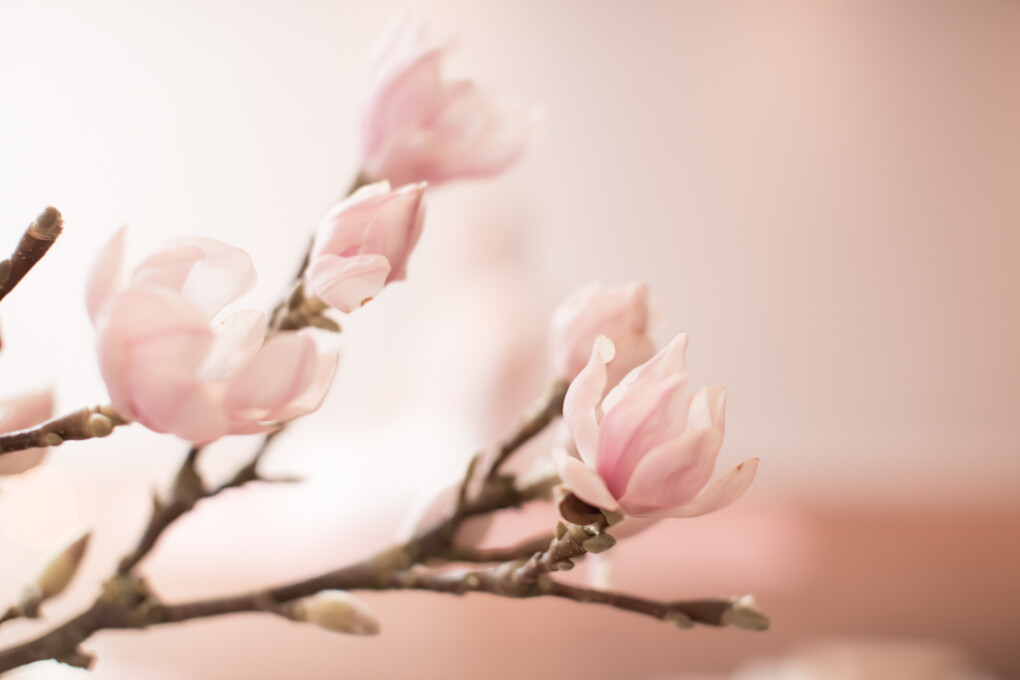 Magnolia flowers in springtime